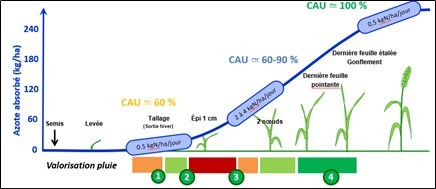 cinétique d'absorption sur blé