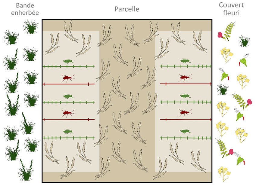 Figure 1 : Dispositif expérimental mis en place pour évaluer l’effet d’un couvert sur les populations de carabes et de pucerons dans des parcelles de céréales adjacentes (projet PlantServ 2019-2022)