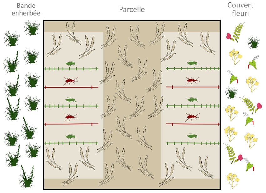 Figure 1 : Dispositif expérimental mis en place pour évaluer l’effet d’un couvert sur les populations de carabes et de pucerons dans des parcelles de céréales adjacentes (projet PlantServ 2019-2022)