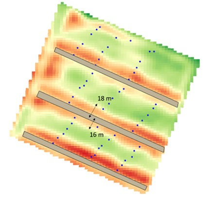 Figure 1 : Évaluation de la zone d’influence de haies brise vent de cyprès