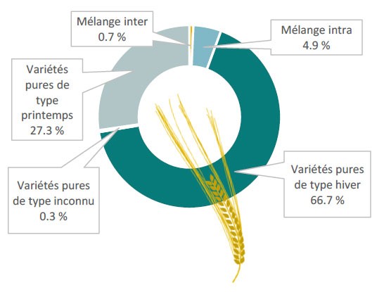 Figure 1 : Répartition des surfaces d’orges semées en variétés pures et en mélanges