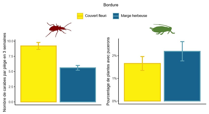 Figure 2 : Résultats obtenus pour les parcelles des Pays de la Loire sur carabes (en haut) et pucerons (en bas)